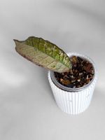 Hoya Gunung Gading Ghost (Silver)