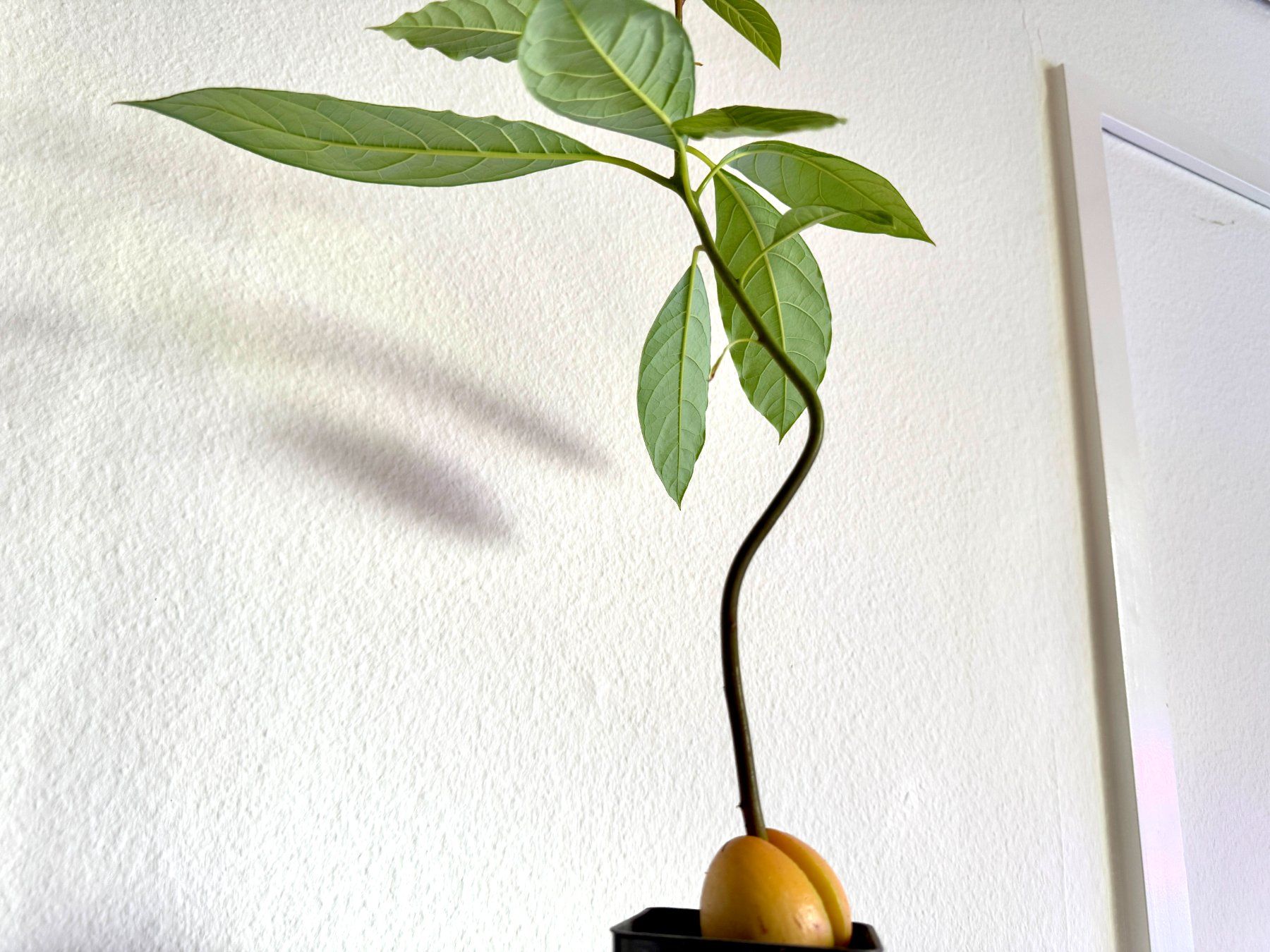 Piante & sementi: Avocado Baum (jungpflanze) – Usato da Schlieren venduto da Edgar_k 1