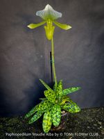 Paphiopedilum Maudiae Alba - grün-weisse Frauenschuh-Orchid