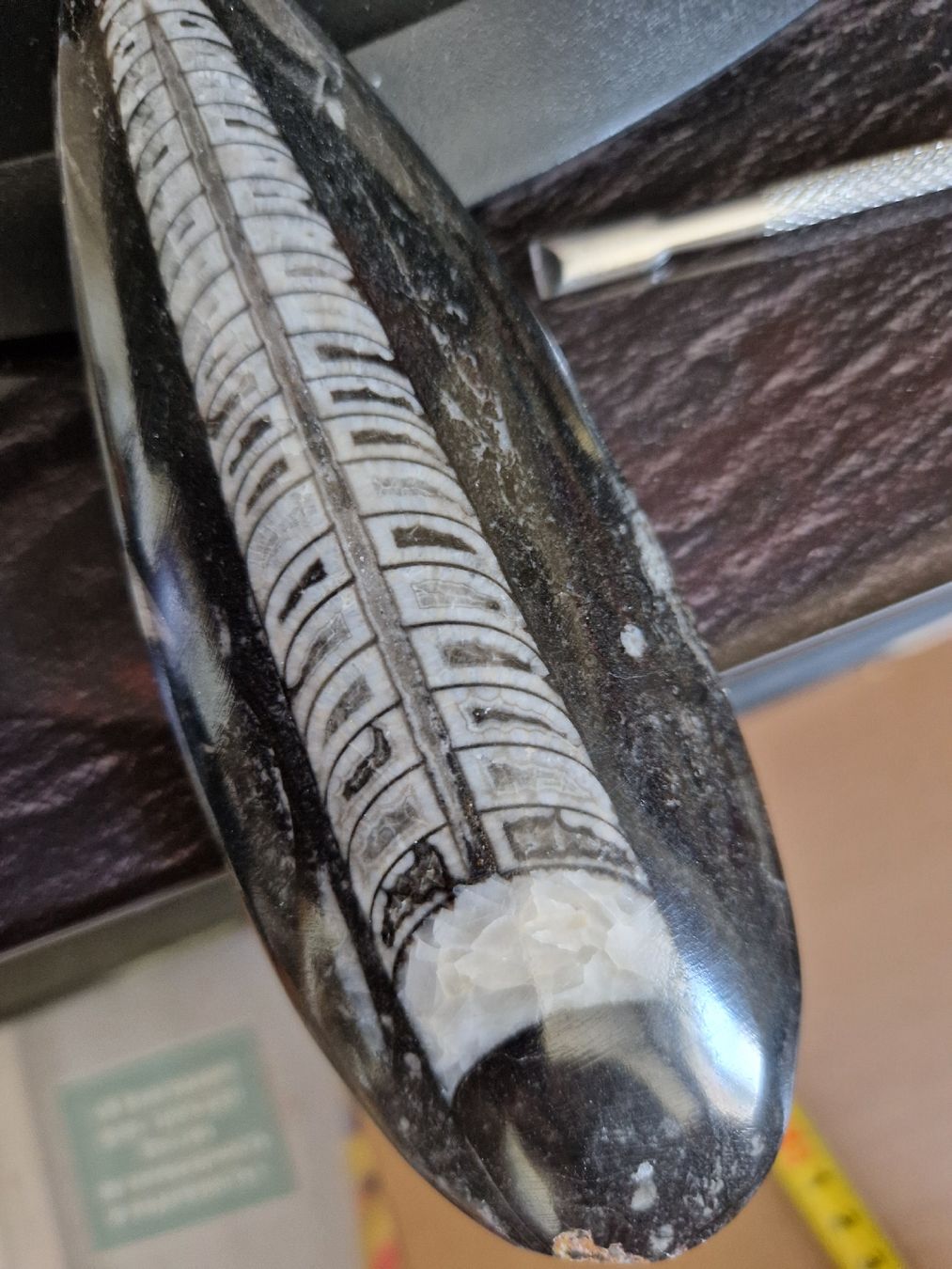 Fossiles: ORTHOCERAS – Neuf (Voir description) à SAXON par Mariposita1428 4