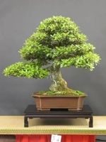 Chêne Liège ! Superbe bonsaï ! 20cm