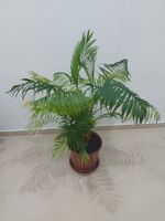 Pflanze Goldfruchtpalme (Dypsis  mit Topf Höhe ca. 70cm