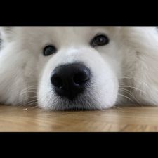 Profile image of Kwons