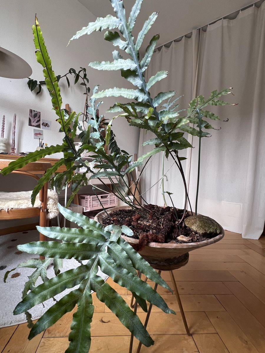 Piante & sementi: Grosser Farn – Usato da Zürich venduto da Suki.