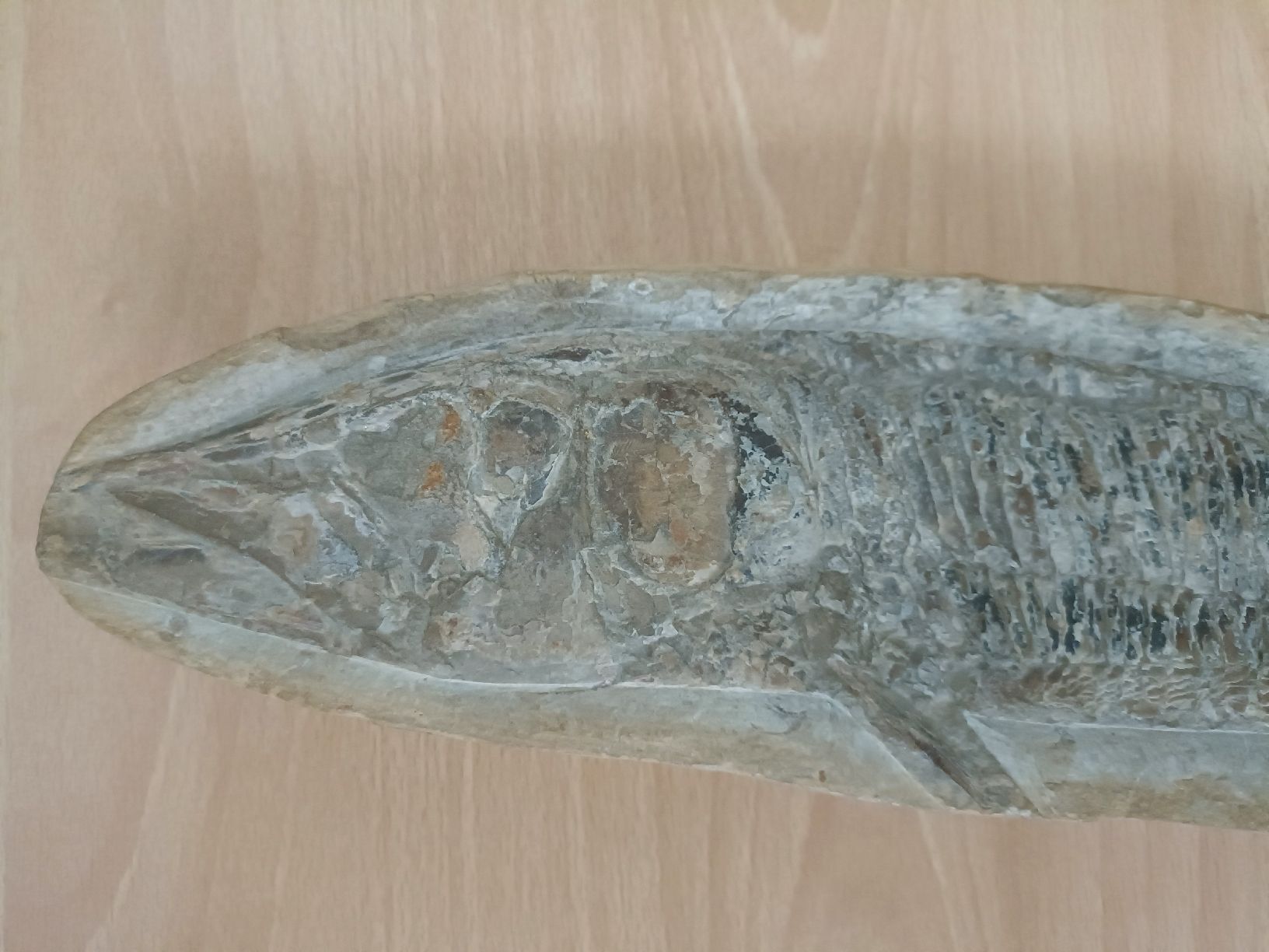 Fossiles: Fossil Fisch – D'occasion à Wettingen par LadyBaba 1