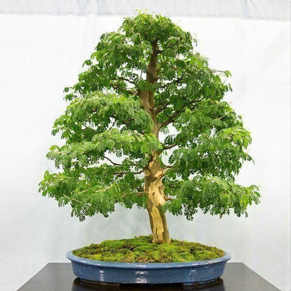 Piante & sementi: Arbre à pluie saman RARE 20g – Nuovo (secondo la descrizione) da Bremblens venduto da FIBONACCI369