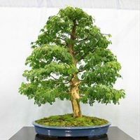 Arbre à pluie saman RARE 20g