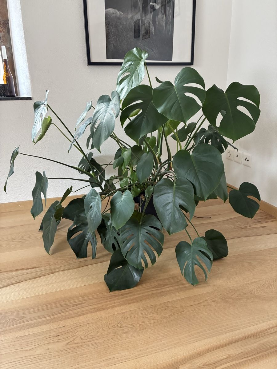 Piante & sementi: Monstera – Usato da Felsberg venduto da clb3 1