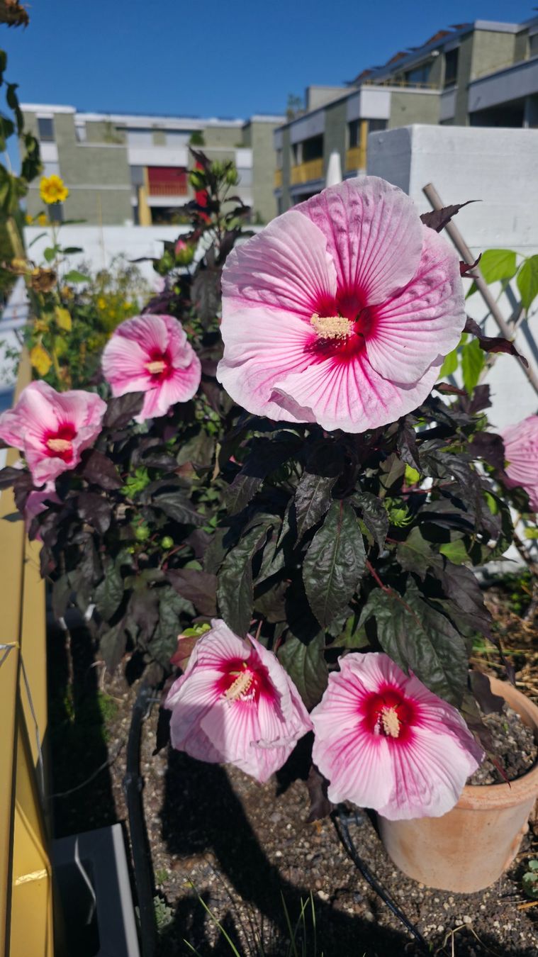 Piante & sementi: Hibiscus Sommerific "Starry Starry✨️Night" Samen🎀 – Nuovo (secondo la descrizione) da Zürich venduto da The_Plant_Wizard 1