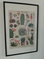Illustration Kakteen Sukkulenten gerahmt