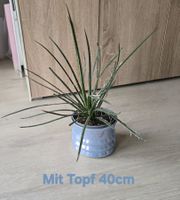Spezielle Agave geminiflora