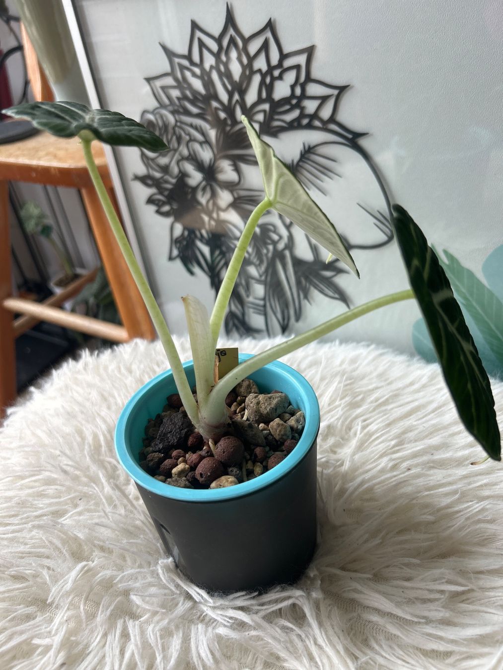 Pflanzen & Samen: Alocasia Ninja variegata – Neu (gemäss Beschreibung) aus Scherzingen von Elefantenohr.ch 2