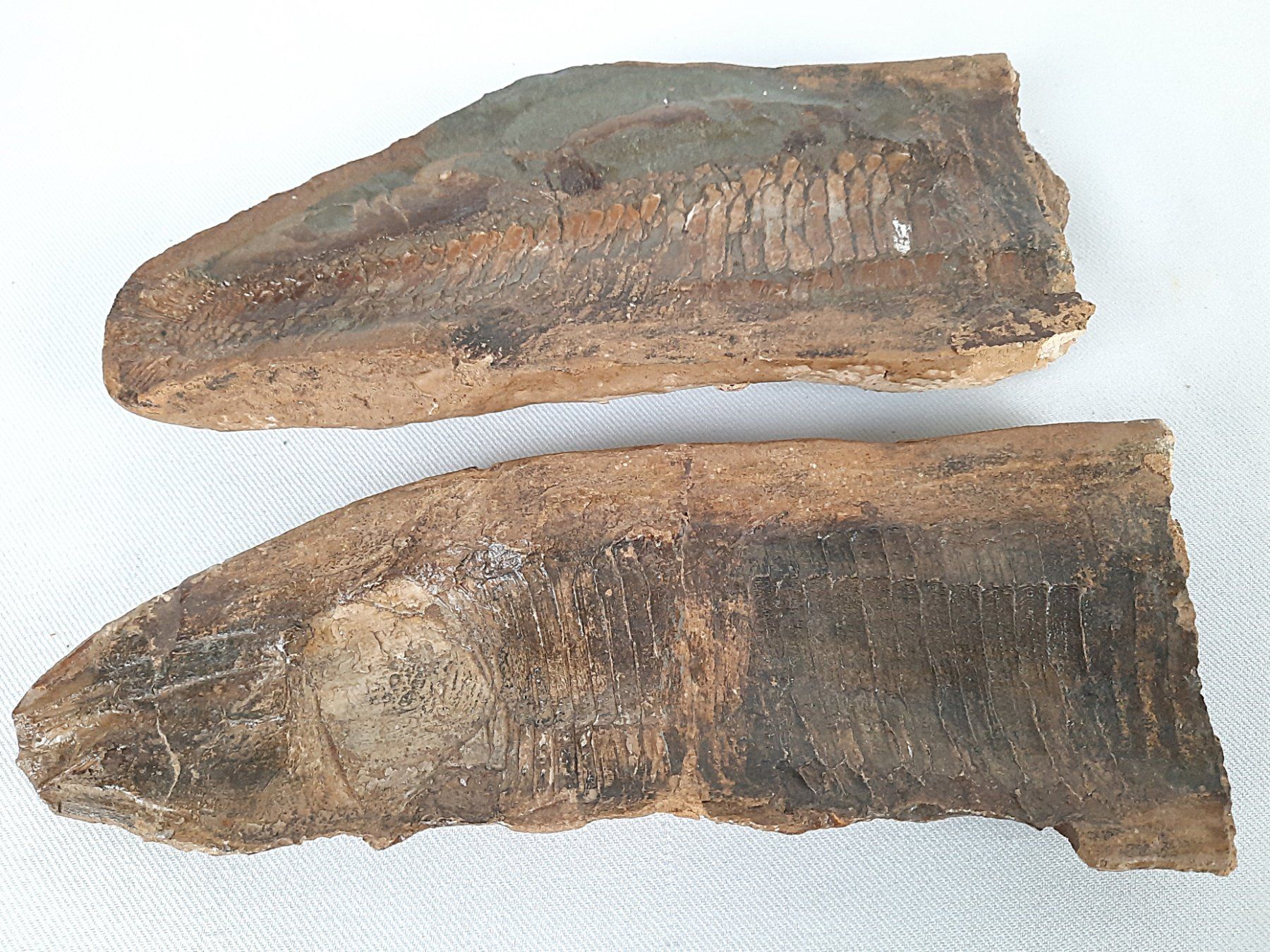 Fossili: Fossiler Fisch in 2 teilen – Usato da Beinwil am See venduto da Restwert_Beinwil 8
