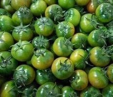 25 SAMEN TOMATE RARE  “Sardische grüne Tomate”