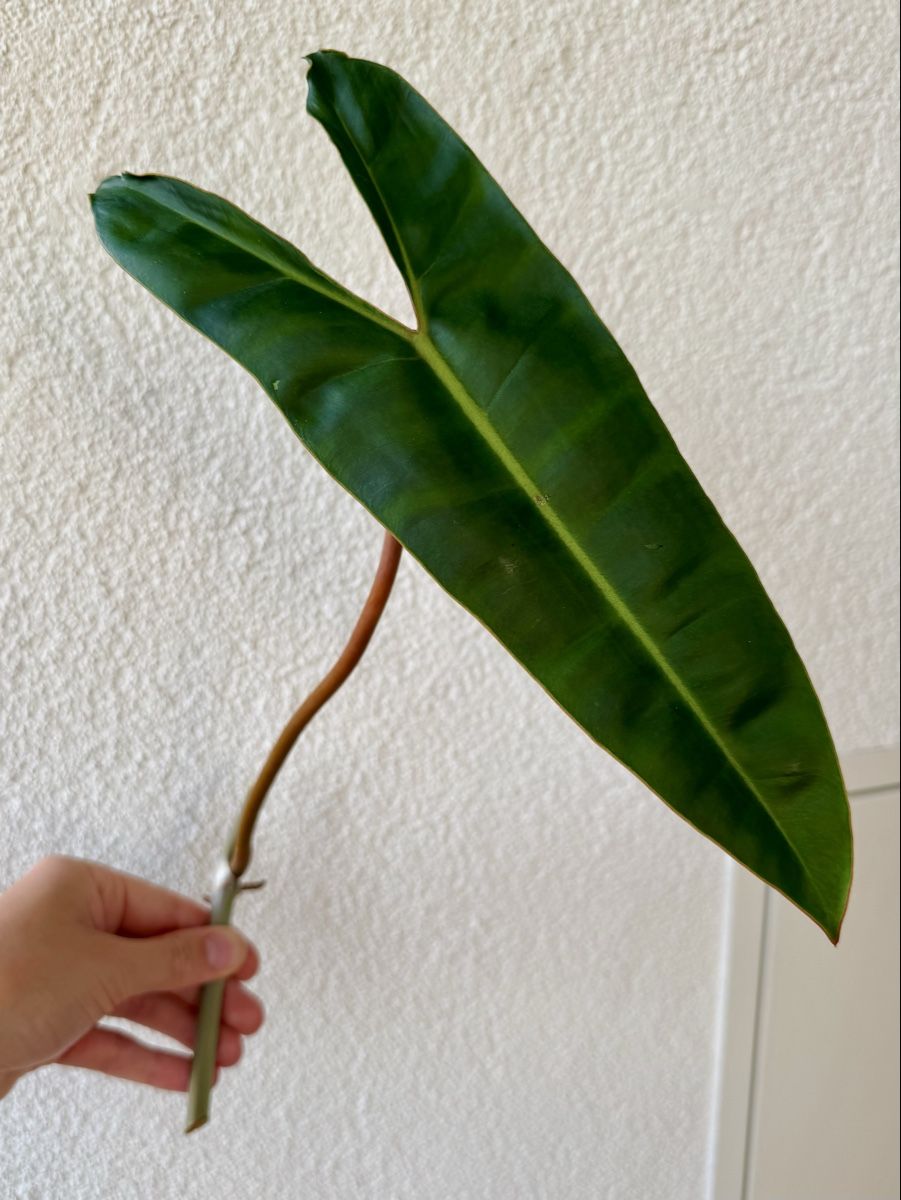 Piante & sementi: Philodendron Billietiae | Fresh Cutting | Large Leaf – Nuovo (secondo la descrizione) da Bülach venduto da Bloom_Witch