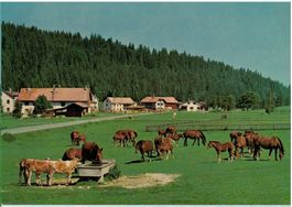 Aux pâturages des Franches-Montagnes, circulée 1976