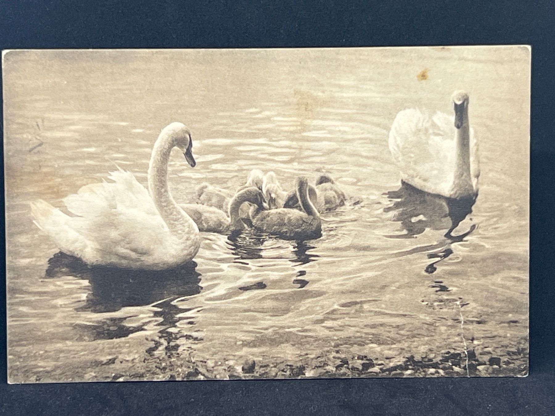 Cartoline postali: Cygnes du Léman – Usato da Widnau venduto da Brusi9