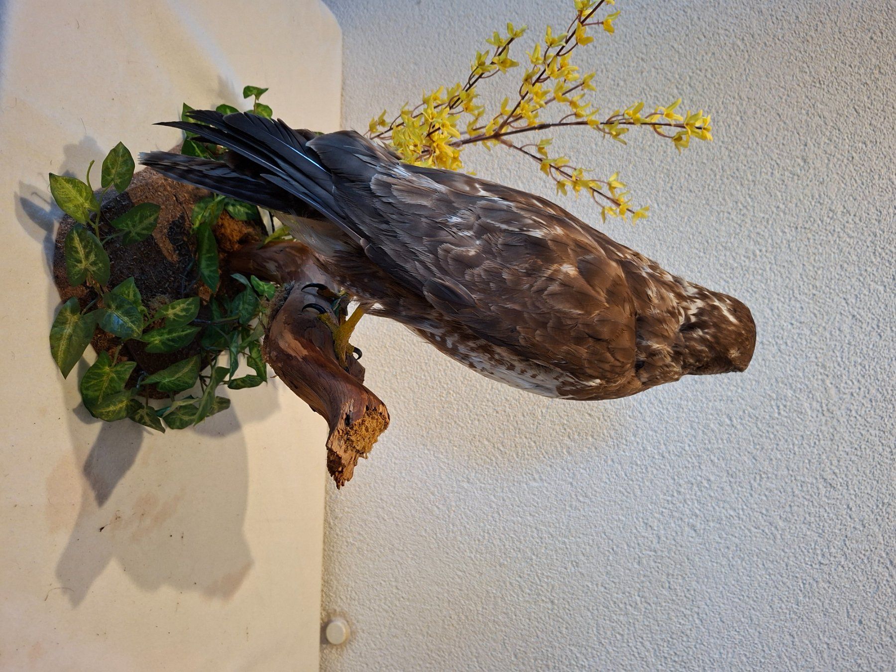 Welt der Tiere: Mäusebussard 1 – Gebraucht aus Wünnewil von Boschung1 3