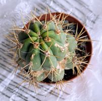 Kaktus*Leucostele terscheckii / Argentinischer Saguaro*****