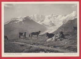 IM PARADIES BEI PONTRESINA, KÜHE, PHOTO M. BURCKHARDT
