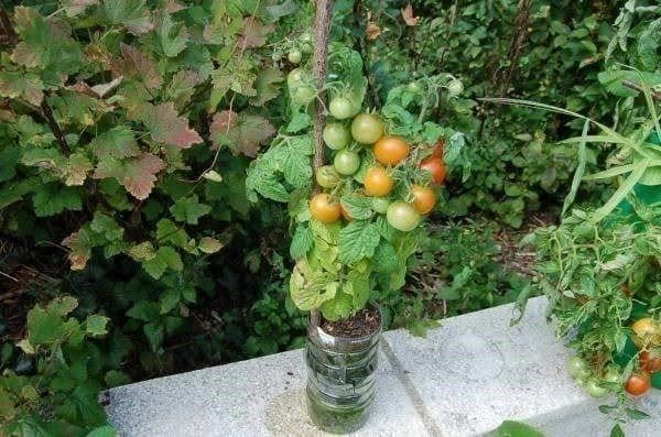 Piante & sementi: TOMATE DE COLLECTION ! RED ROBIN ! 15g – Nuovo (secondo la descrizione) da Bremblens venduto da FIBONACCI369 1