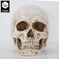 ✅ NEU Schädel aus Kunstharz Maßstab 1:1