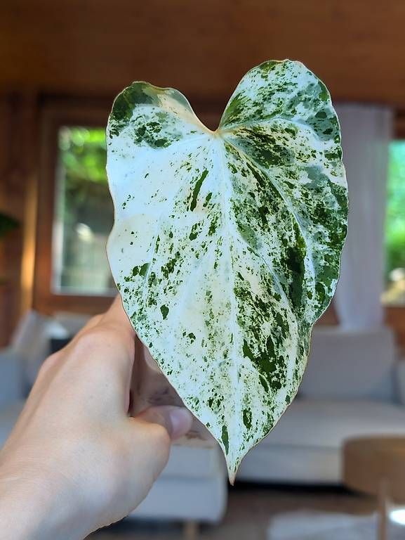 Piante & sementi: Anthurium Crystallinum Albo Variegata – Nuovo (secondo la descrizione) da Faulensee venduto da plantmama 1