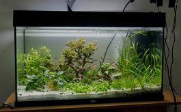 Juwel Aquarium Rio 125 LED Schwarz 110 l