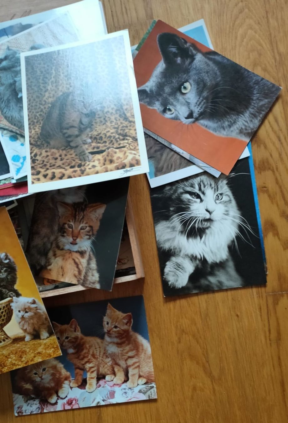 Cartoline postali: Vintage Katzen Karten – Usato da Luzern venduto da Luzern_Energy 4