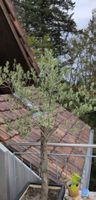 Olivenbaum im Topf gebraucht in gutem Zustand