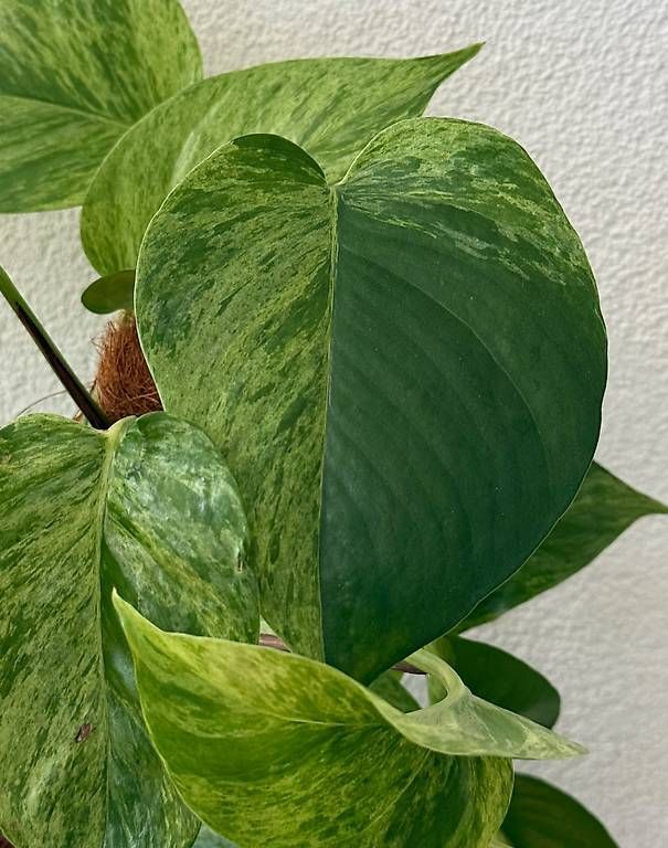 Piante & sementi: Efeutute Marble Queen, weisser Elho Topf, 70cm – Usato da Aadorf venduto da Arkabraa 1