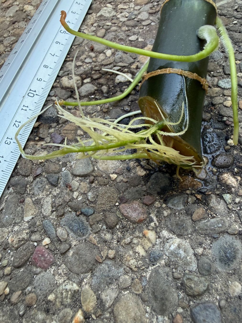 Pflanzen & Samen: Dieffenbachia reflector, bewurzelter Stammsteckling – Neu (gemäss Beschreibung) aus Winterthur von Aniger 3