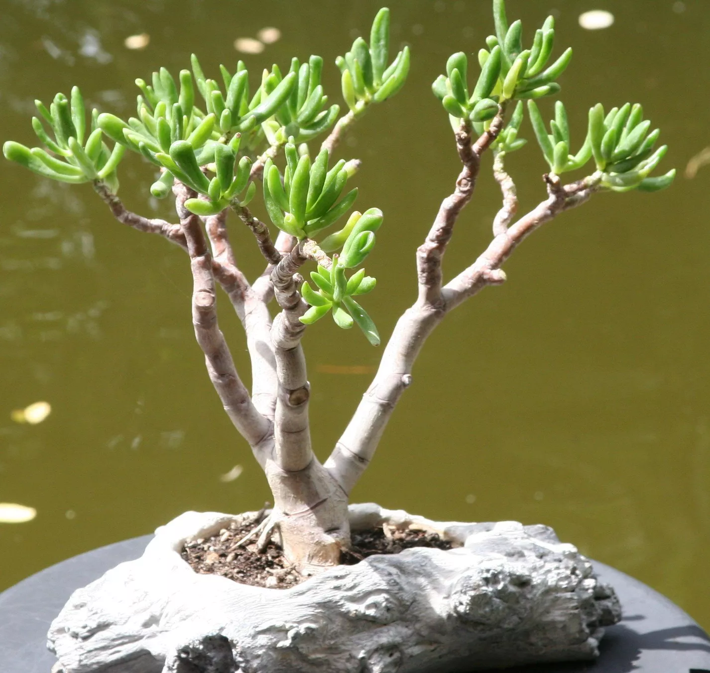 Piante & sementi: BONSAI  -  Löffelbaum – Usato da Gretzenbach venduto da Sikim