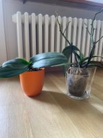 Orchideen Retter-Starter Komplettset!🌸