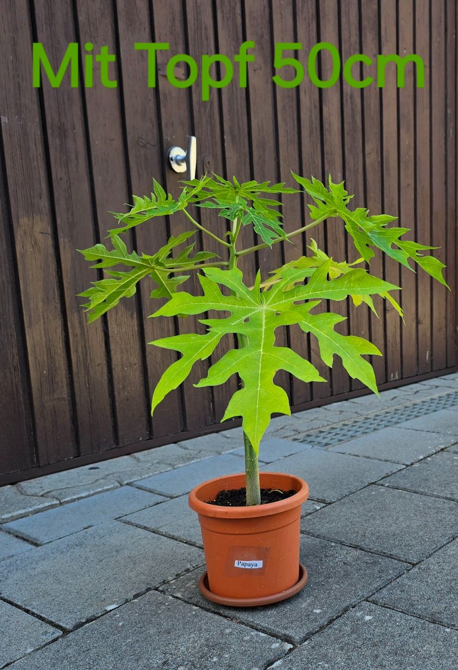 Piante & sementi: Papaya Pflanze – Usato da Aarburg venduto da popkorn65