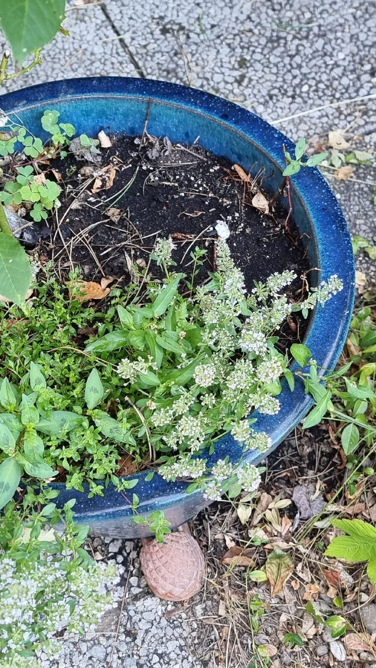 Vasi per fiori: Keramiktopf dunkelblau – Usato da Twann venduto da MW51 1