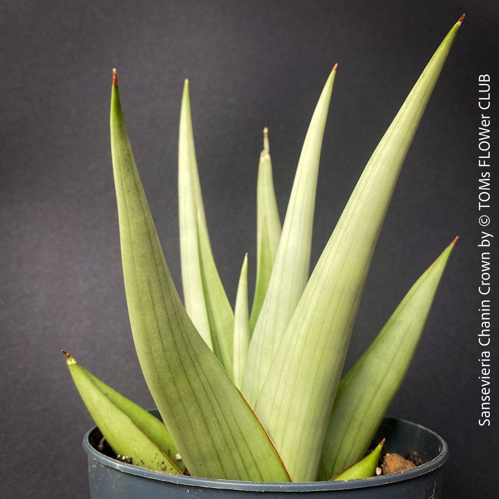 Piante & sementi: SANSEVIERIA CHANIN CROWN - mit wunderschönen Silber-Blättern – Nuovo e nell'imballaggio originale da Adliswil venduto da MarkyForest