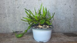Euphorbia stellata