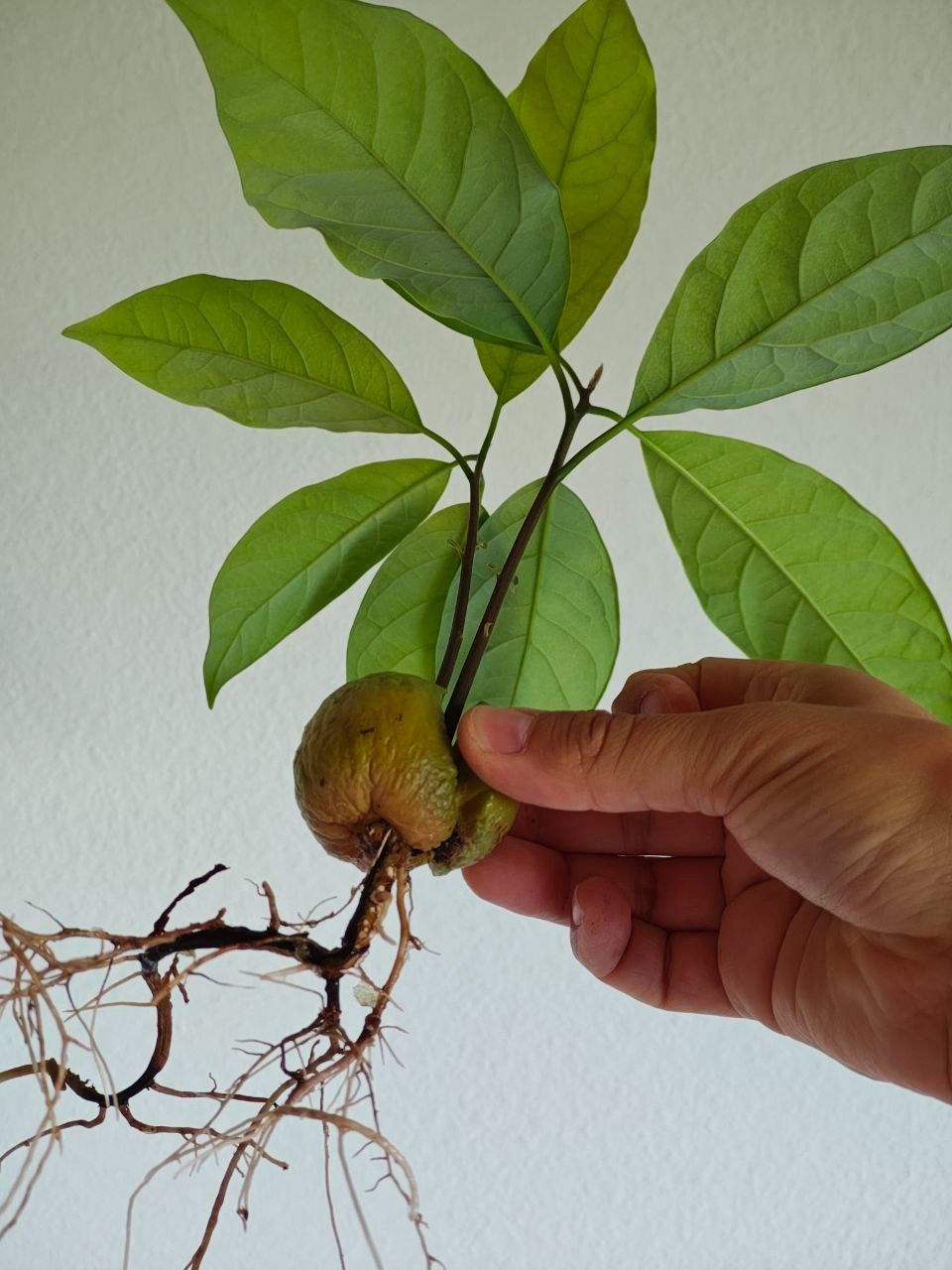 Piante & sementi: Avocado Baum (Doppelstamm) – Usato da Schlieren venduto da Edgar_k 5