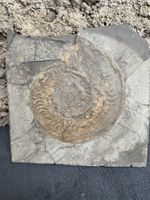 Fossilplatte Ammonit, ca. 150 Mio Jahre alt, Rarität!