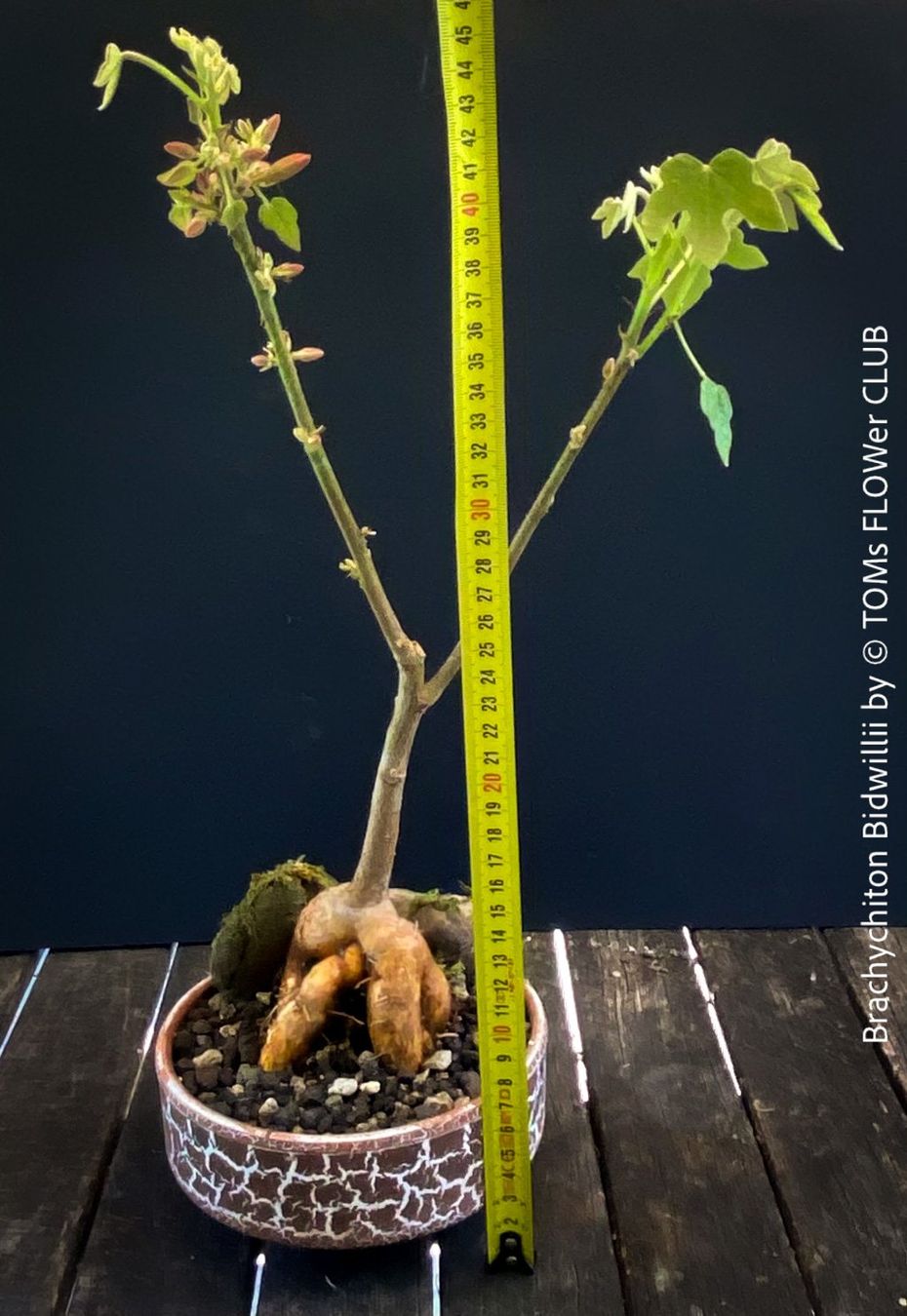 Piante & sementi: Brachychiton Bidwillii - Bonsai Bäumchen - Flaschenbaum – Nuovo e nell'imballaggio originale da Adliswil venduto da astom369 9