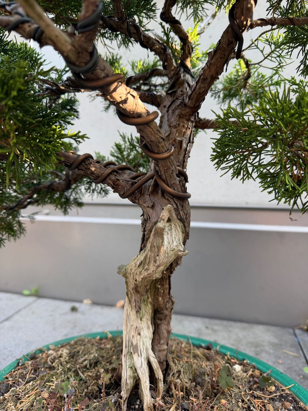 Pflanzen & Samen: Bonsai Chinesischer Wacholder – Gebraucht aus Ennetbaden von miboo 4
