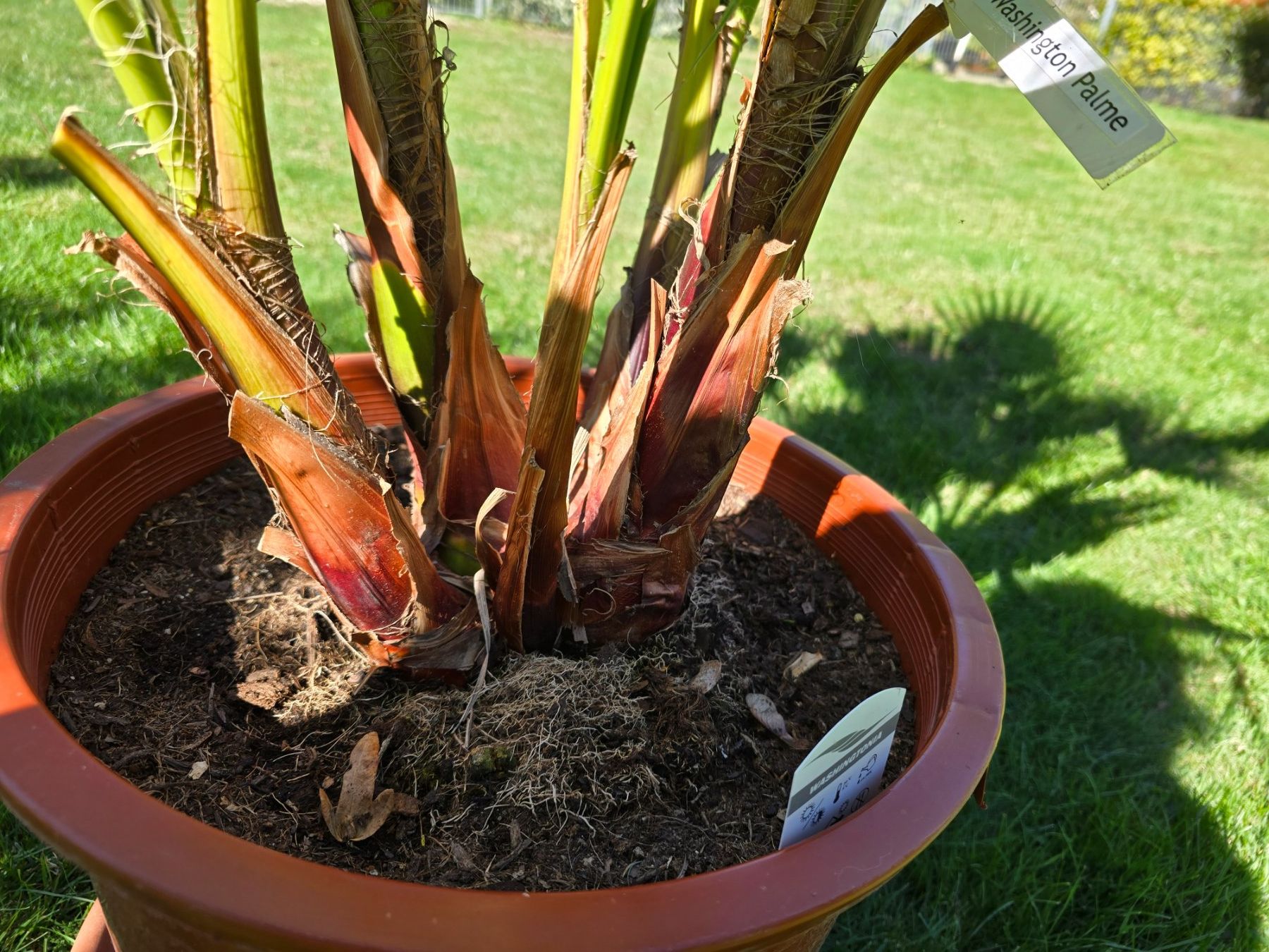 Pflanzen & Samen: Washington robusta Palme – Gebraucht aus Aarburg von popkorn65 4
