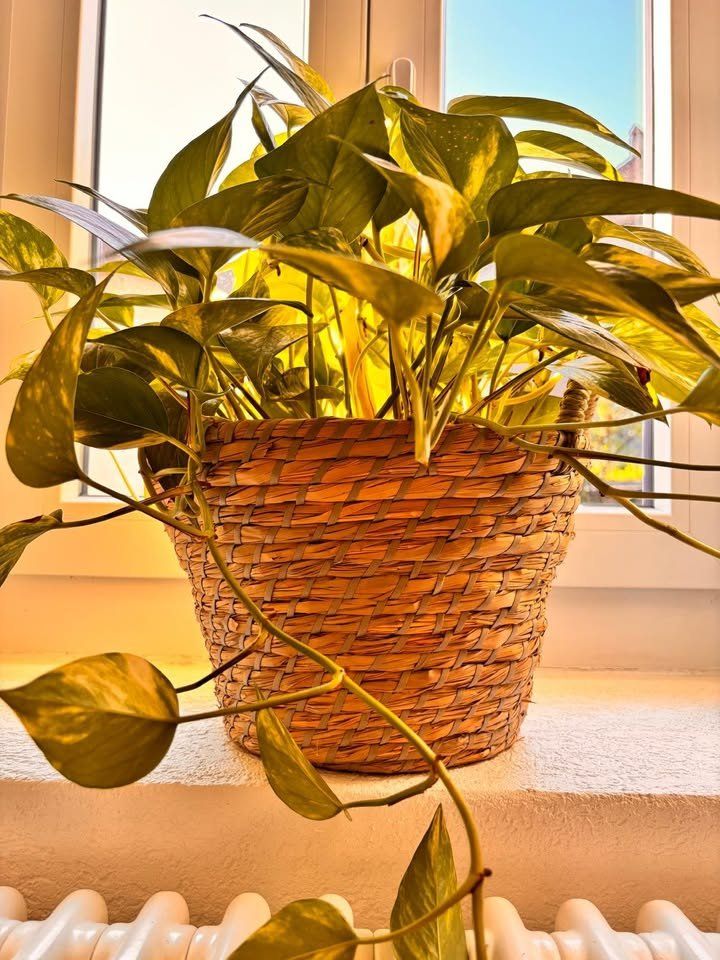 Piante & sementi: Belle plante verte Pothos + Panier – Usato da Romainmôtier venduto da val_r8sn 2