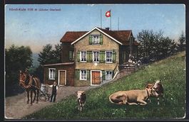 AK Hörnli-Kulm, Gasthaus, Kühe, 1925