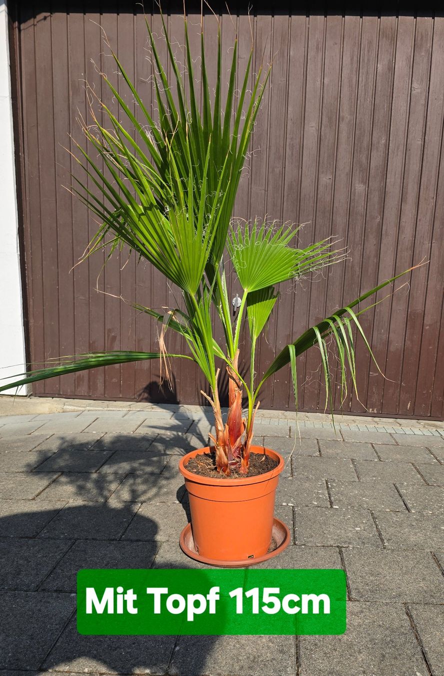 Plantes & graines: Tolle Washington Palme – D'occasion à Aarburg par popkorn65 5