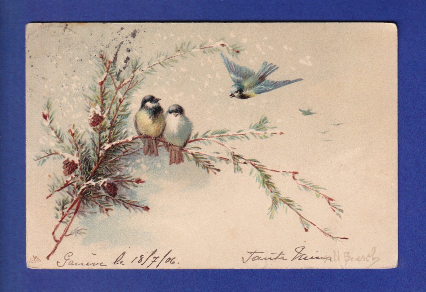 Ansichtskarten: OISEAU - Mésanges // pli d'angle // – Gebraucht aus Pully von nicecards-shop