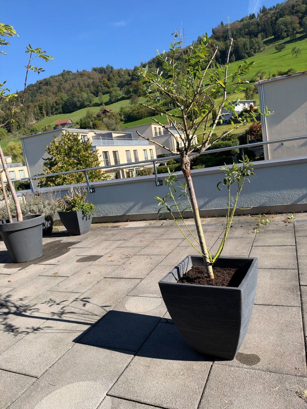 Piante & sementi: Purpur Weide – Usato da Root venduto da calmchris 1