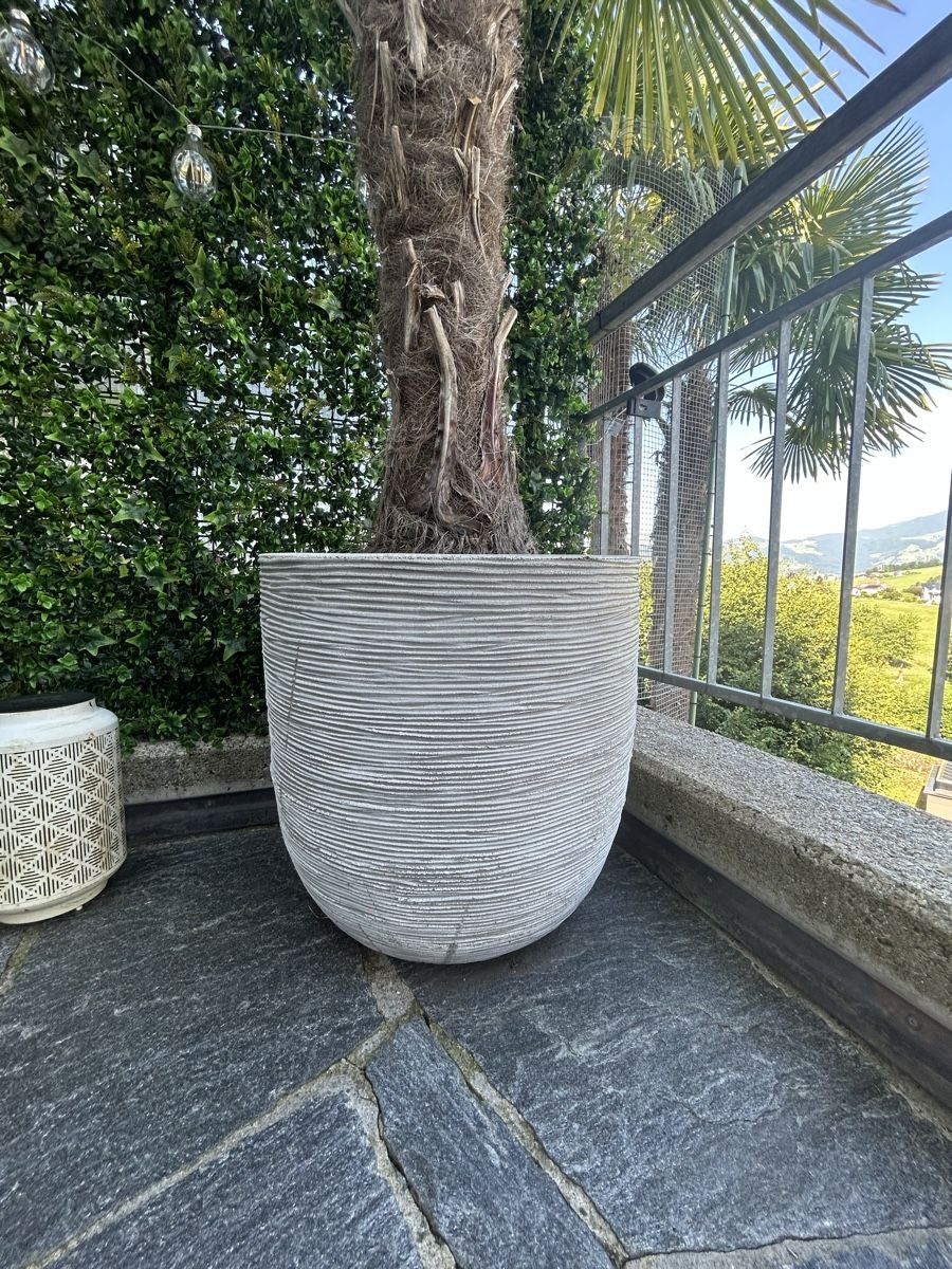 Plantes & graines: XL Pflanze inkl Topf – D'occasion à Küssnacht am Rigi par Happy_home 2