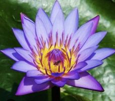 RARE! Blaue Lotus Samen – Nymphaea caerulea – 10 Samen